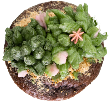 Featured Succulent Cupcake